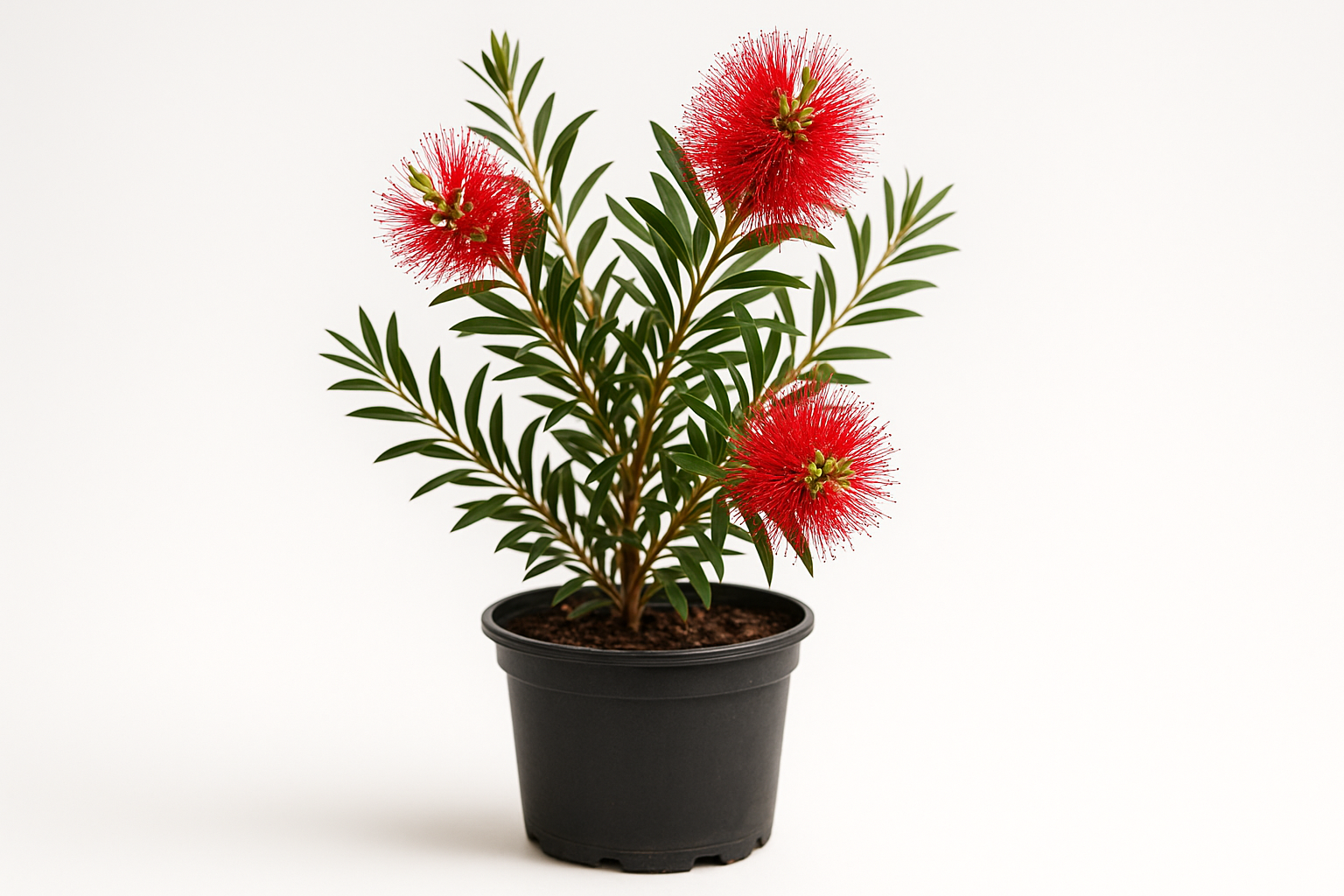 orientiere dich bei der bilderstellung bei baumschule-horstmann.de und erstelle als produktbild ein dslr foto von callistemon laevis